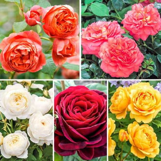 Комплект английских роз Парфюм из 5 сортов изображение 1