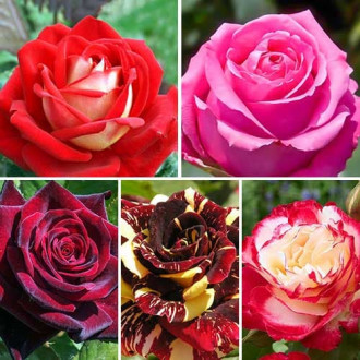 Комплект чайно-гибридных роз Страсть из 5 сортов изображение 6