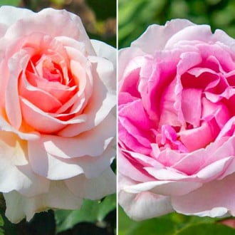 Комплект долгоцветущих роз из 2 саженцев изображение 4