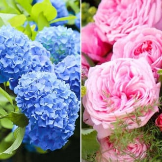 Комплект Голубые мечты из розы и гортензии изображение 5
