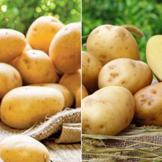 Комплект картофеля Ультраскороспелый из 2 сортов изображение 1