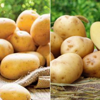 Комплект картофеля Ультраскороспелый из 2 сортов изображение 5