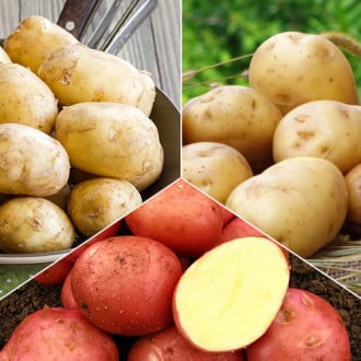 Комплект картофеля Засухоустойчивый из 3 сортов изображение 4