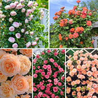 Комплект плетистых роз Нежность из 5 сортов изображение 1
