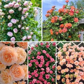 Комплект плетистых роз Нежность из 5 сортов изображение 3