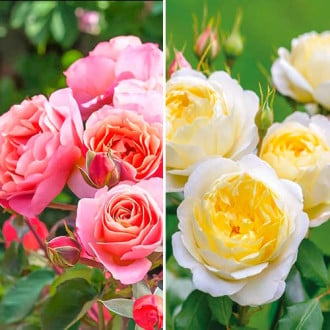Комплект роз Фэшн из 2 сортов изображение 4