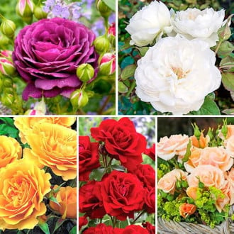 Комплект роз флорибунд Цветной микс из 5 саженцев изображение 1