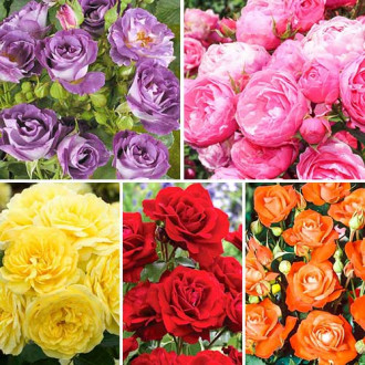 Комплект роз флорибунд Цветочный маскарад из 5 сортов изображение 4