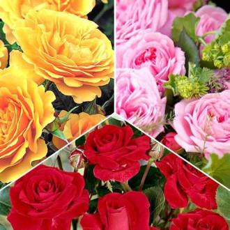 Комплект роз флорибунд Триколор из 3 саженцев изображение 1