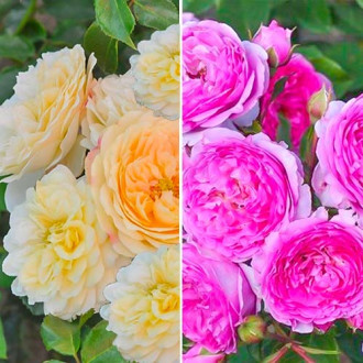 Комплект роз Ваза из 2 сортов изображение 2