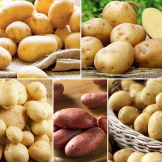 Комплект Топового картофеля из 5 сортов изображение 1