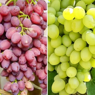 Комплект винограда Ассорти из 2 сортов изображение 6