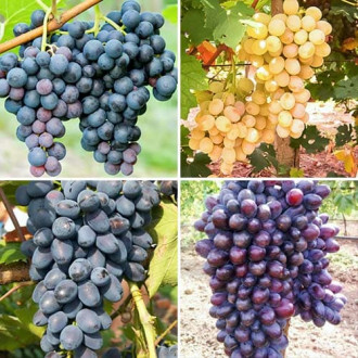 Комплект винограда Искушение из 4 сортов изображение 3