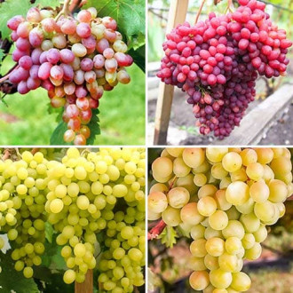 Комплект винограда Русский Великан из 4 сортов изображение 2