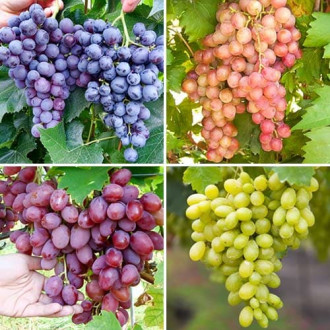 Комплект винограда Сахарный щербет из 4 сортов изображение 5