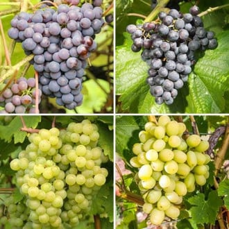 Комплект винограда Шардоне из 4 сортов изображение 5