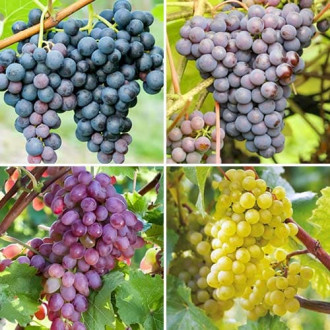 Комплект винограда Сибирская закалка из 4 сортов изображение 4