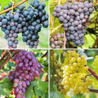 Комплект винограда Сибирская закалка из 4 сортов изображение 6