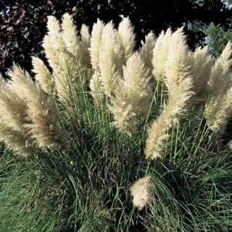 Кортадерия (пампасная трава) Пумила изображение 4