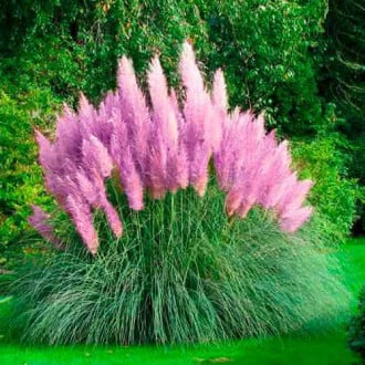 Кортадерия (пампасная трава) розовая изображение 5
