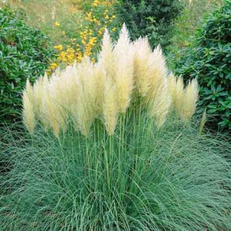 Кортадерия (пампасная трава) серебристая изображение 4