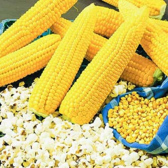 Кукуруза (попкорн) Внучкина радость изображение 2