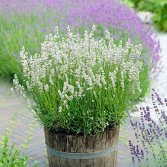 Лаванда Эллеганс Айс изображение 13