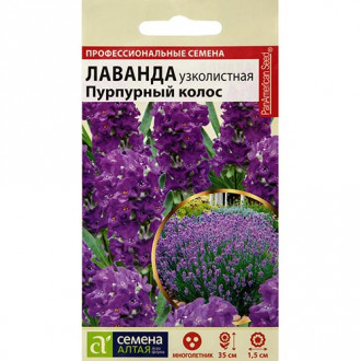 Лаванда Пурпурный колос Семена Алтая изображение 2