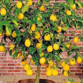 Лимон изображение 5