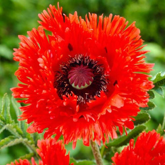 Мак восточный Раффлд Туркенлуиз изображение 16