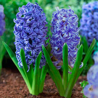 Мега экономия! Гиацинт Блю Джекет изображение 16