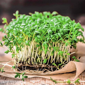 Микрозелень Базилик овощной, смесь семян изображение 3