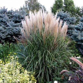 Мискантус Гроссе Фонтане