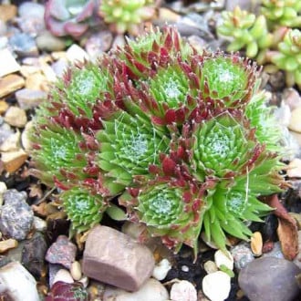 Молодило Спленденс изображение 1