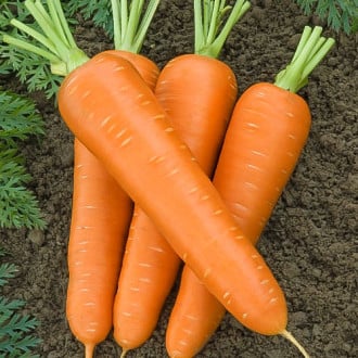 Морковь Бессердцевинная Королева Premium Seeds изображение 5