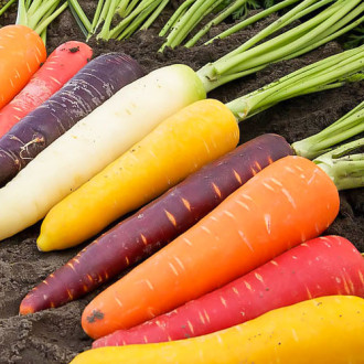 Морковь Детская грядка радуга Premium Seeds изображение 2
