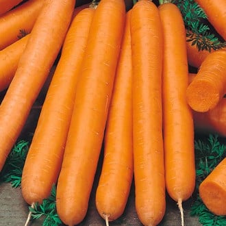 Морковь гранулированная Амстердамска, семена изображение 4