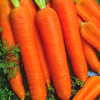 Морковь гранулированная Королева осени, семена изображение 2