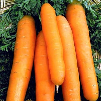 Морковь гранулированная Нантская 4, семена изображение 5