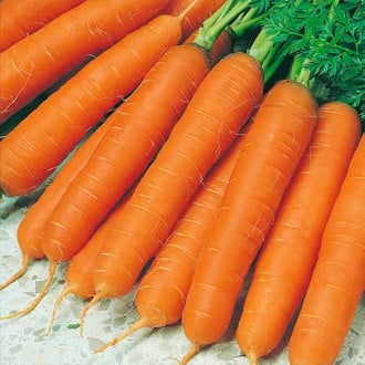 Морковь гранулированная Осенний король, семена изображение 1