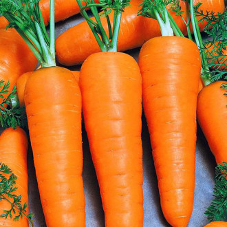Морковь Корейская закуска Уральский дачник изображение 5