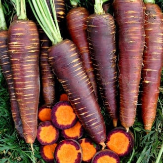 Морковь Королева фиолетовая F1, семена изображение 5