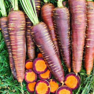 Морковь Королева фиолетовая F1 изображение 2