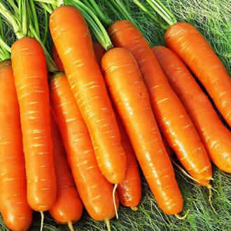 Морковь Нантская премиум Premium Seeds изображение 3