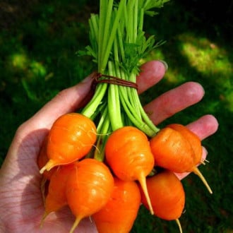 Морковь Полярная клюква Русский огород НК изображение 5