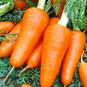 Морковь Ред Кор изображение 2