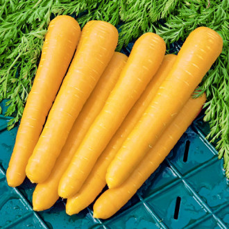 Морковь Золотистый плов Premium Seeds изображение 5