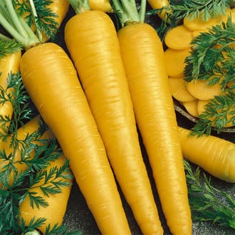 Морковь Золотой кролик Premium Seeds изображение 6