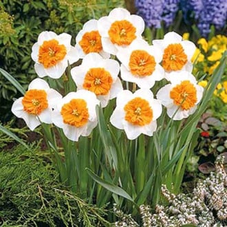 Нарцисс крупноцветковый Белла Виста изображение 6