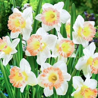 Нарцисс крупноцветковый Бритиш Гембл изображение 1